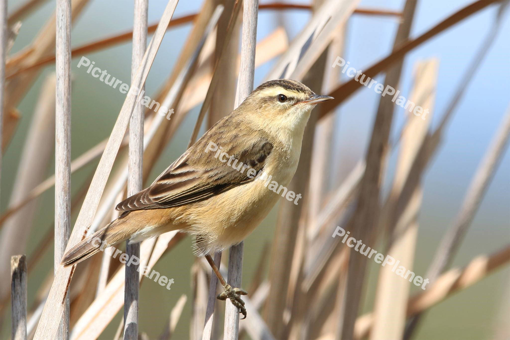 Sedge Warbler on the branch